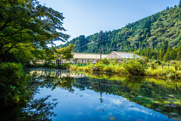Fototapeta na wymiar 岐阜県関市　モネの池