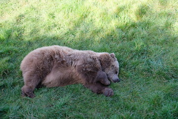 Sleeping brown bear - 459280279