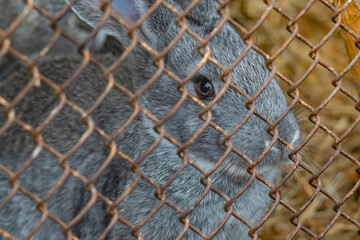 close up, the muzzle of a gray fluffy rabbit that sits in an iron cage and looks through it into the camera
