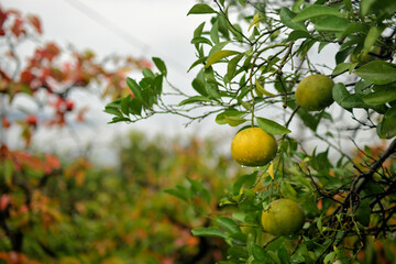 【静岡】黄色いミカン〜紅葉した柿の木を背景に