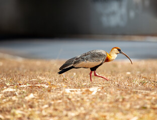 Curicaca bird (Theristicus caudatus) , large-beaked waders typical of South America. Brasilia, DF,  Brazil