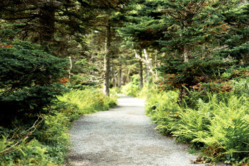 Pathway in the forest in Cape Breton Highlands National Park, Cabot trail, Nova Scotia, Canada