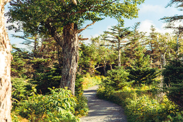 Fototapeta na wymiar Pathway in the forest in Cape Breton Highlands National Park, Cabot trail, Nova Scotia, Canada
