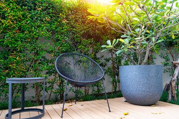 Black steel chair or  field chair  and round table  and big flowerpot are all the patio furniture on the wooden terrace with dwarf tree wall and sunlight at the outdoor gardening. - obrazy, fototapety, plakaty