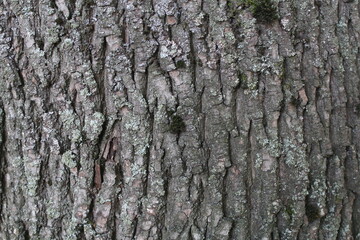tree texture