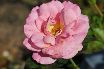 pink rose flower