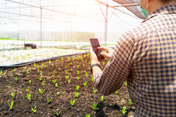 Farmer use the telephone to take a photo and collect data of nursery cos lettuces or romaine lettuce vegetables in the organic greenhouse farm with sunlight background.