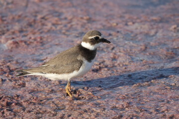 Charadrius dubius walks in shallow water in search of food
