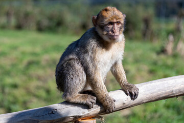 Berberaffe im Tierpark