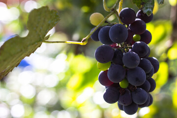 bunch of grapes on vine