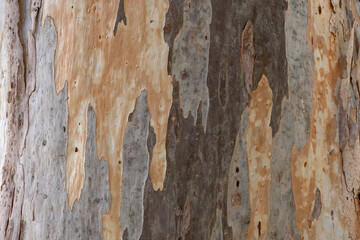 Texture of mature eucalyptus tree trunk