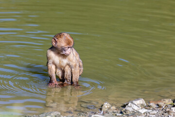 Berberaffe im Tierpark