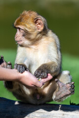 Berberaffe im Tierpark