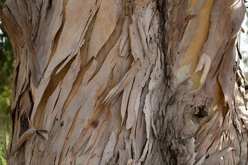 Texture of mature eucalyptus tree trunk