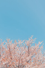벚꽃