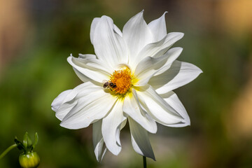 Obraz premium Blüte weiß mit Biene