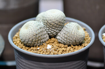 Euphorbia piscidermis or cactus, succulent plant