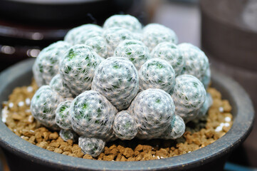 mammillaria ,mammillaria plumosa or cactus plant