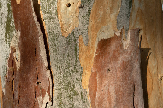 Texture of mature eucalyptus tree trunk