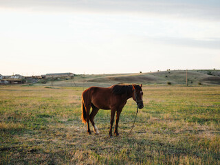 Obraz premium horse in the field grazing in the meadow morning mammal