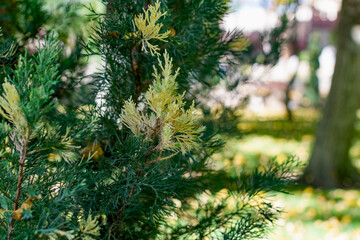 christmas tree branches
