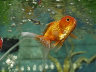 Goldfish swim in an aquarium with very clear water making the fish look very beautiful