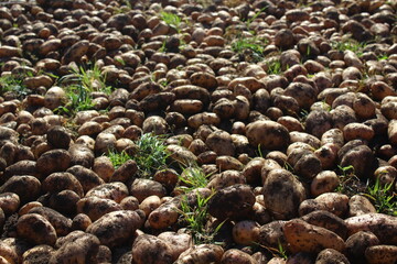 Potato field 