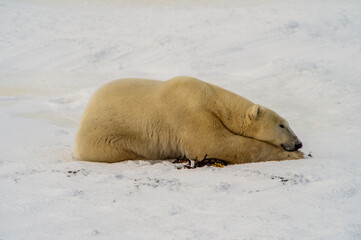 Obraz na płótnie Canvas Polar bear waiting on the shore of Hudson Bay for the ice to freeze so it can hunt seals