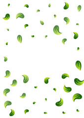 Forest Leaf Flying Vector White Background