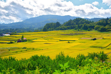 観光地、山形の棚田