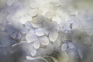 色の変化が美しいアジサイのクローズアップ