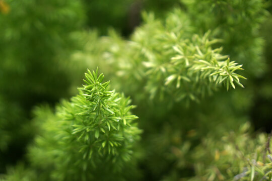 Closeup pine tree - nature green color in the garden - abstract background - image