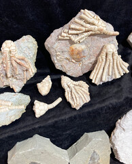Fragments of sea lilies or crinoids, a carboniferous fossil in limestone. © fieryphoenix