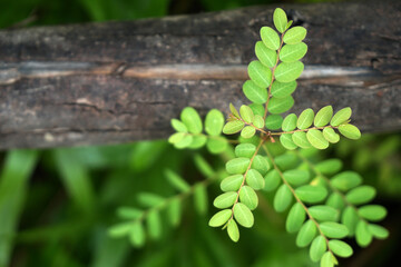 Green Nature Scene of Little tamarind leaves branch on the wood trunk - copy space