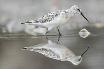 The beautiful Curlew sandpiper at mirror (Calidris ferruginea)