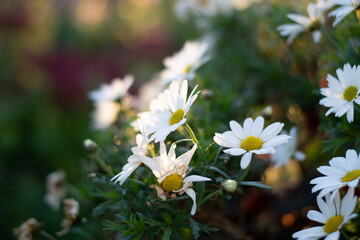 daisies