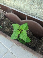 A small green sprout breaks through the ground