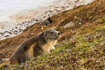 marmot in mountain