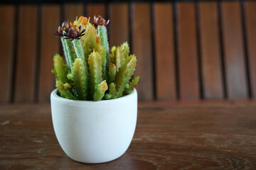 Cactus flower in white pot - for decorate garden vibe - image interior coffee cafe and bistro