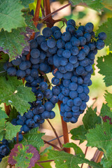 Close up of ripe juicy blue grapes just before the harvest on the vine 