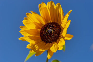 sunflower against blue sky