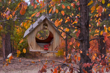Small birdwatcher on the background of yellow autumn forest