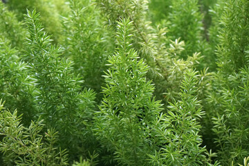 Closeup pine tree - nature green color in the garden - abstract background - image