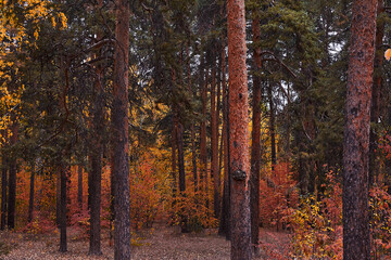 Autumn mood. Autumn yellow trees. Park in the fall. Yellow leaves. Nature.