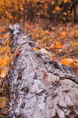 Autumn mood. Autumn yellow trees. Park in the fall. Yellow leaves. Nature.