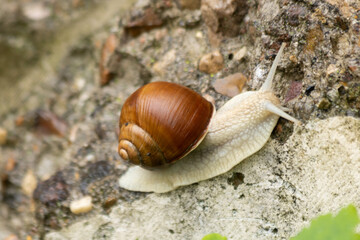 Brown snail crawling on a stone, close-up