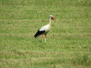 white stork in the grass
