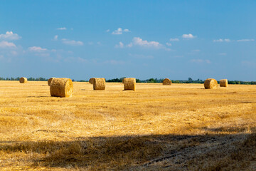 Fototapeta na wymiar Hay bales ready to harvest summer landscape with beautiful sunset, nature field, summer, clouds