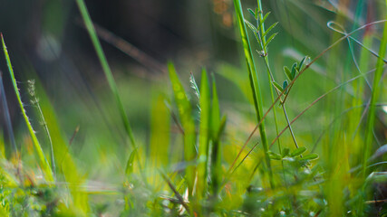 Macro de petites herbes