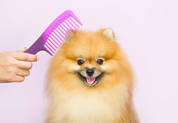 A smiling Pomeranian dog on a grooming procedure. Comb the wool with a comb. The procedure for...